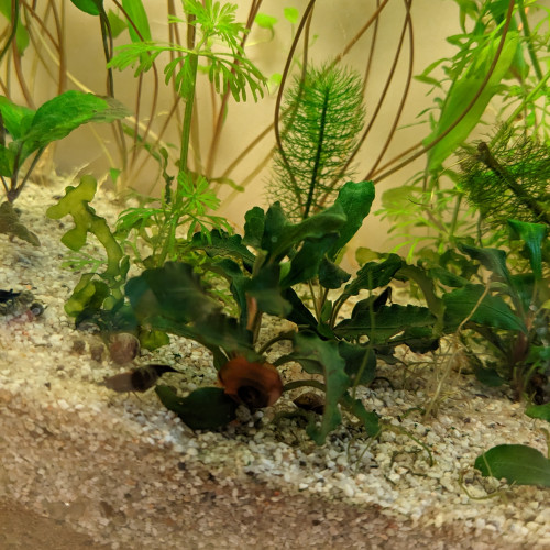 Plante bucephalandra