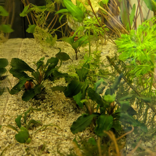 Plante bucephalandra