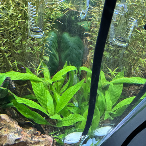 Hygrophila corymbosa