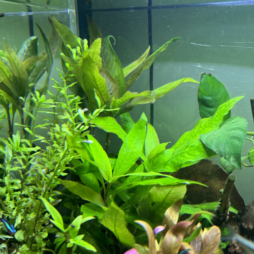 Hygrophila corymbosa