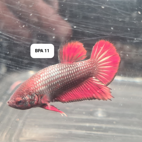 Betta plakat robe sauvage copper BPA 11