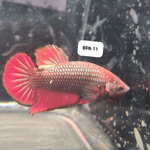 Betta plakat robe sauvage copper BPA 11