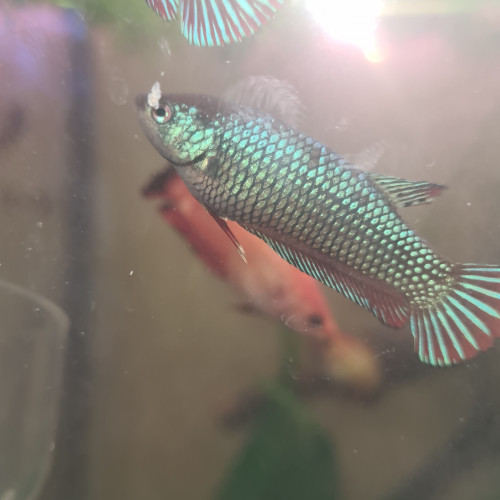 Betta plakat robe sauvage femelle