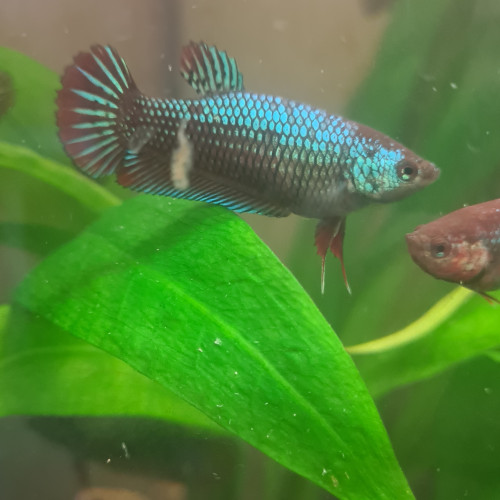 Betta plakat robe sauvage femelle