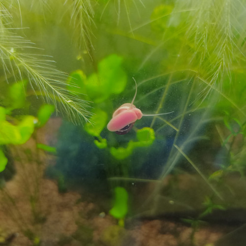 Lot 10 escargots planorbes ou physes