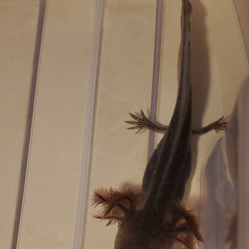 Axolotl mélanique sauvage