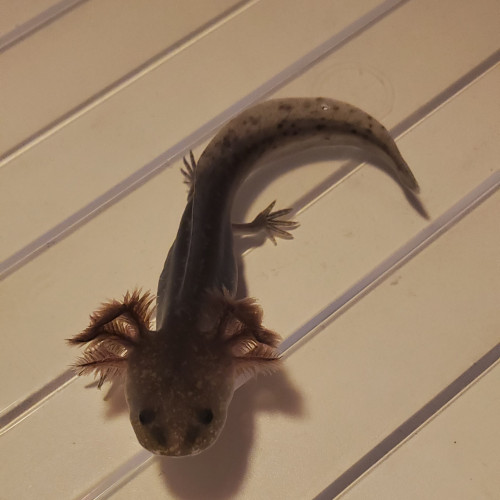 Axolotl mélanique sauvage