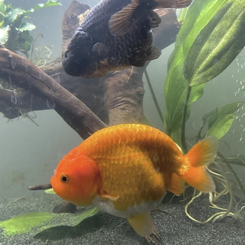 Ranchu