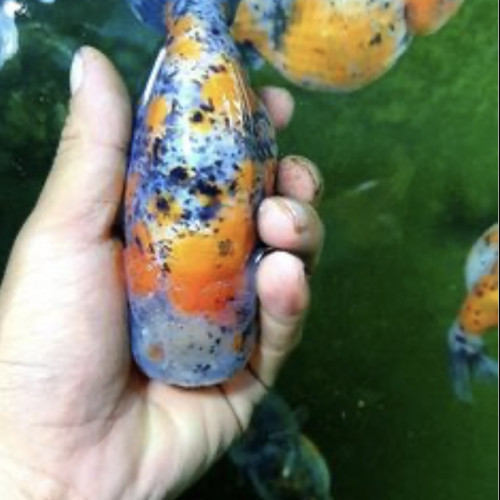 Ranchu