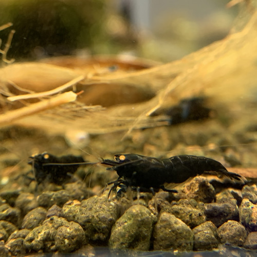 Caridina - Black devil OE (orange eyes)