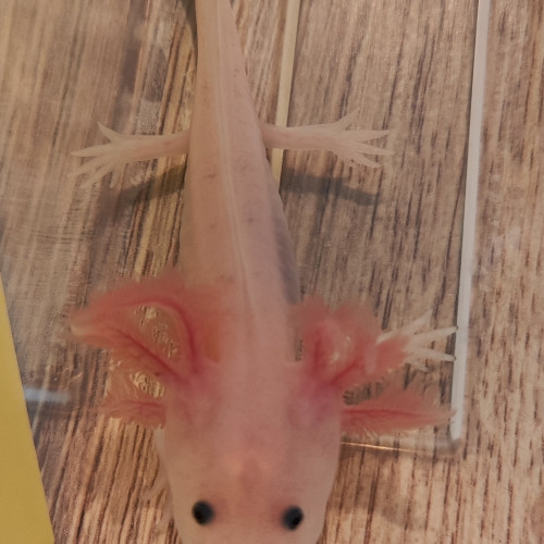 Axolotl à réserver