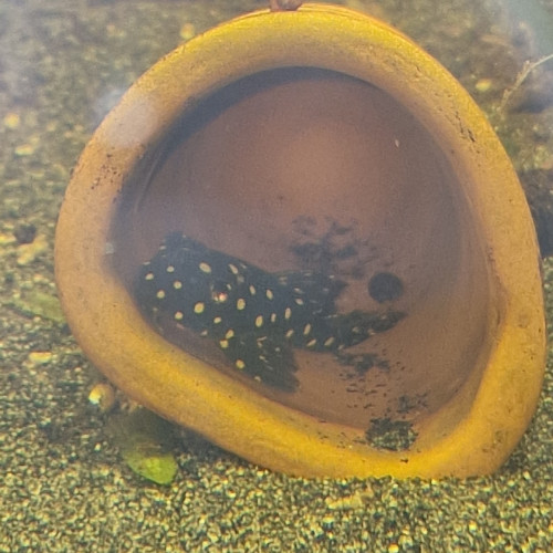 Hypancistrus inspector L201
