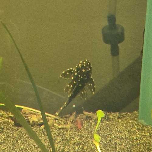 Hypancistrus inspector L201