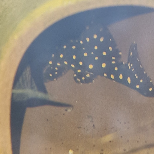 Hypancistrus inspector L201