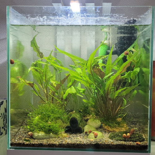 Aquarium Nano Nexus 22l