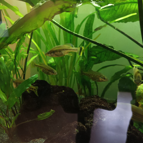 Ameca Splendens