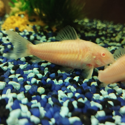 Corydoras