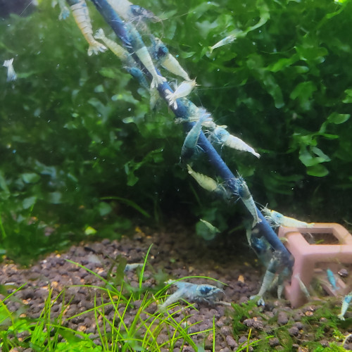 Caridina Blue bolt ?