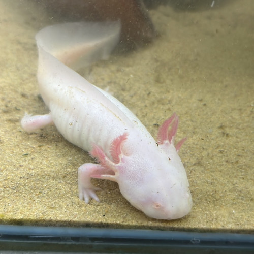 Acheter femelle axolotl