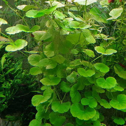 Plantes aquarium eau douce