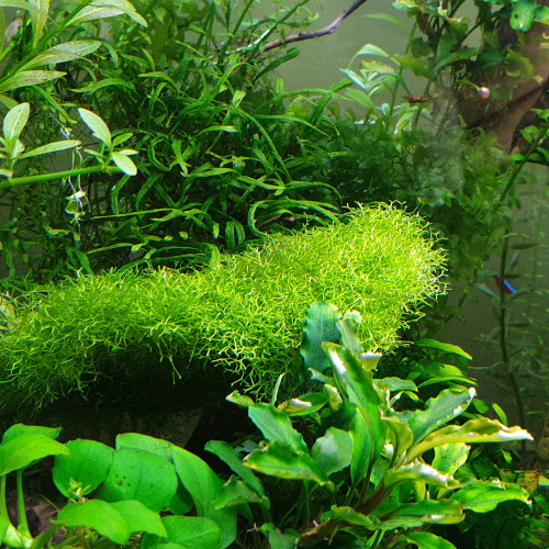 Plantes aquarium eau douce