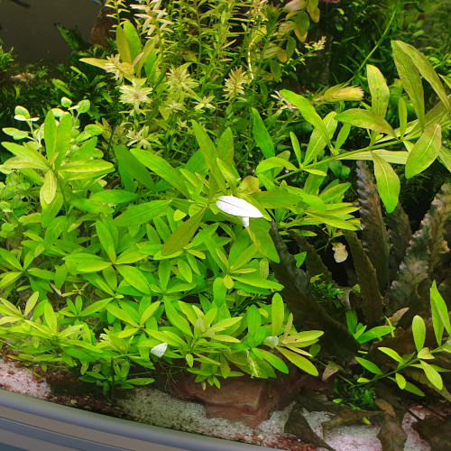 Plantes aquarium eau douce