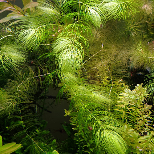 Plantes aquarium eau douce