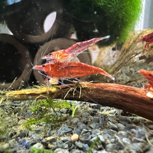 Crevettes Red Cherry - Lot de 10  = 20€