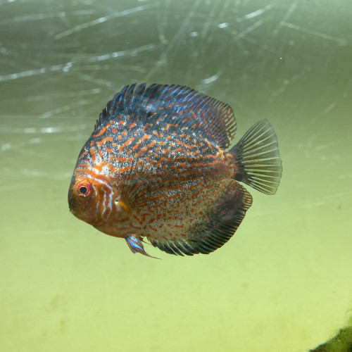 Discus