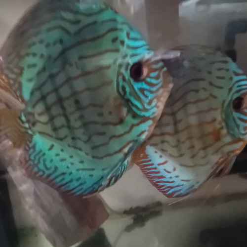 Couple de Discus Turquoise Bleu Brillant