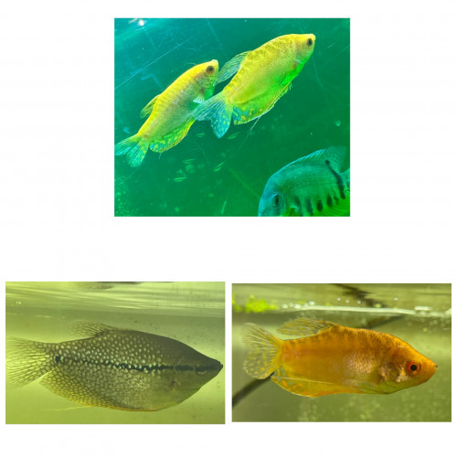 Barbus crayon, requins, gouramis, héros