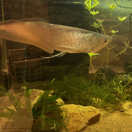 Arowana