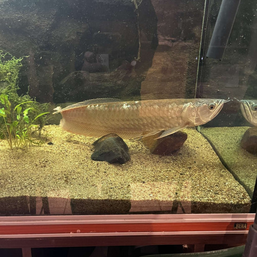 Arowana