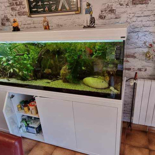 Vend aquarium et tout le matériel, plantes racines ...