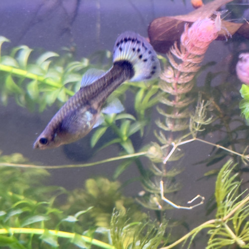 Guppy  - Lot de 5 ( 1 mâle + 4 femelles ) = 5€ - En Low tech (pas de co2, pas de produit