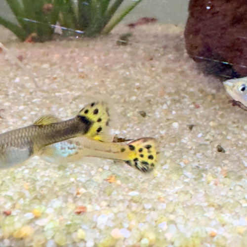 Guppy  - Lot par 10 - En Low tech (pas de co2, pas de produit