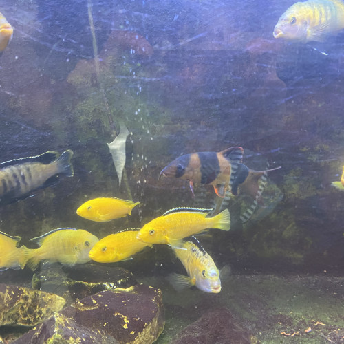 Vend 3 types de poisson eau chaude