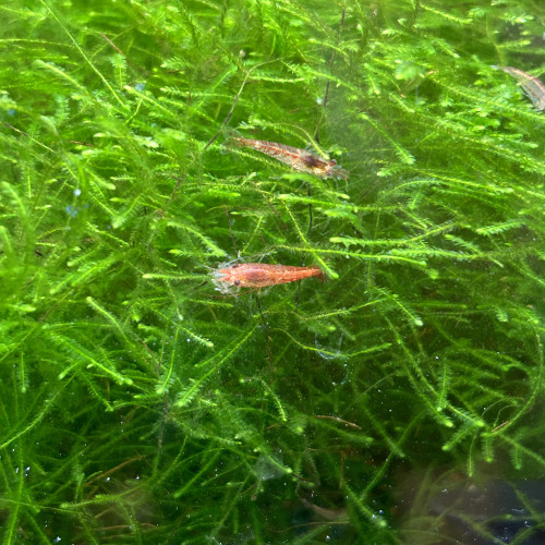 Crevette red cherry