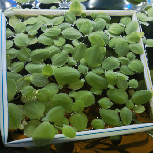 Pistia stratiotes laitue d'eau