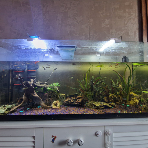 Aquarium complet