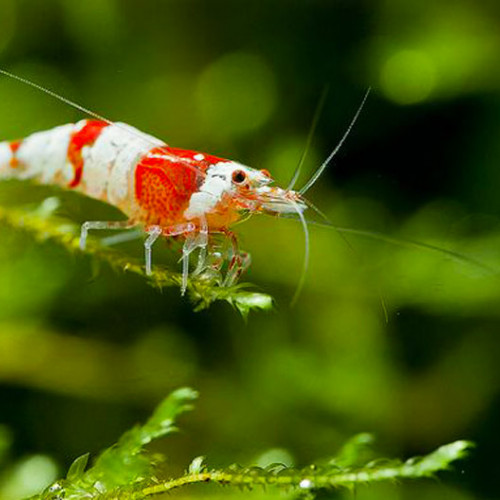 Crevettes Red Crystal acclimatées eau robinet