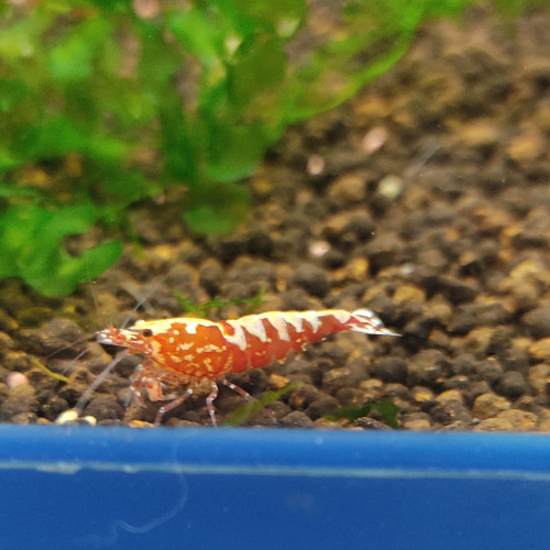 Caridina Galaxy red