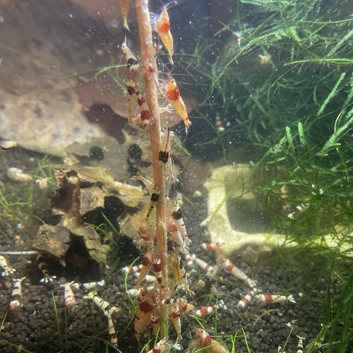 Crevette caridina TWB