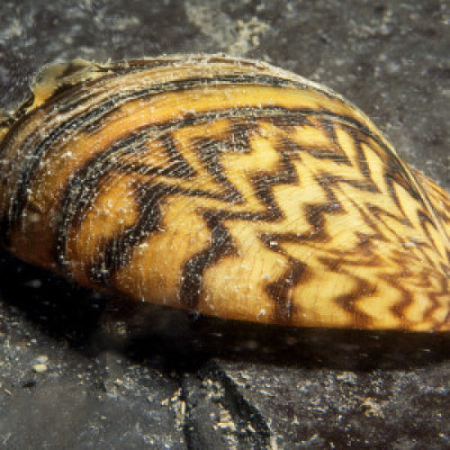 Bivalves Myoida