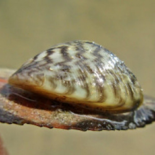 Bivalves Myoida