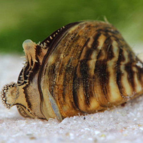 Bivalves Myoida