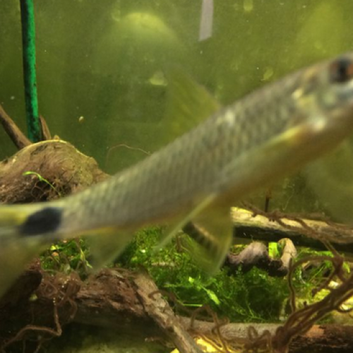Poisson mangeur d'algue