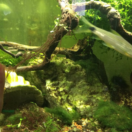 Poisson mangeur d'algue