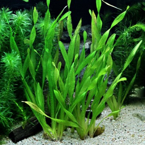 Vallisneria spiralis