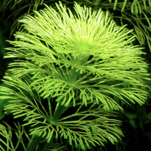 Plante aquarium LIMNOPHILA SESSILIFLORA